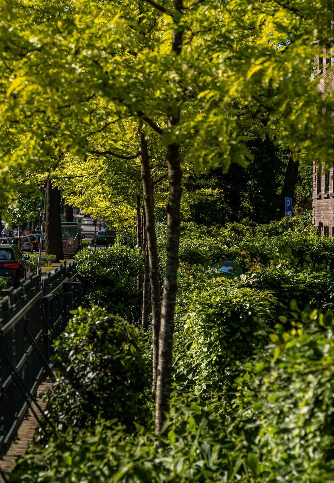 Zijaanzicht van de Gleditsia's in de gezamelijke groene stadstuin van Cum Laude in Nijmegen
