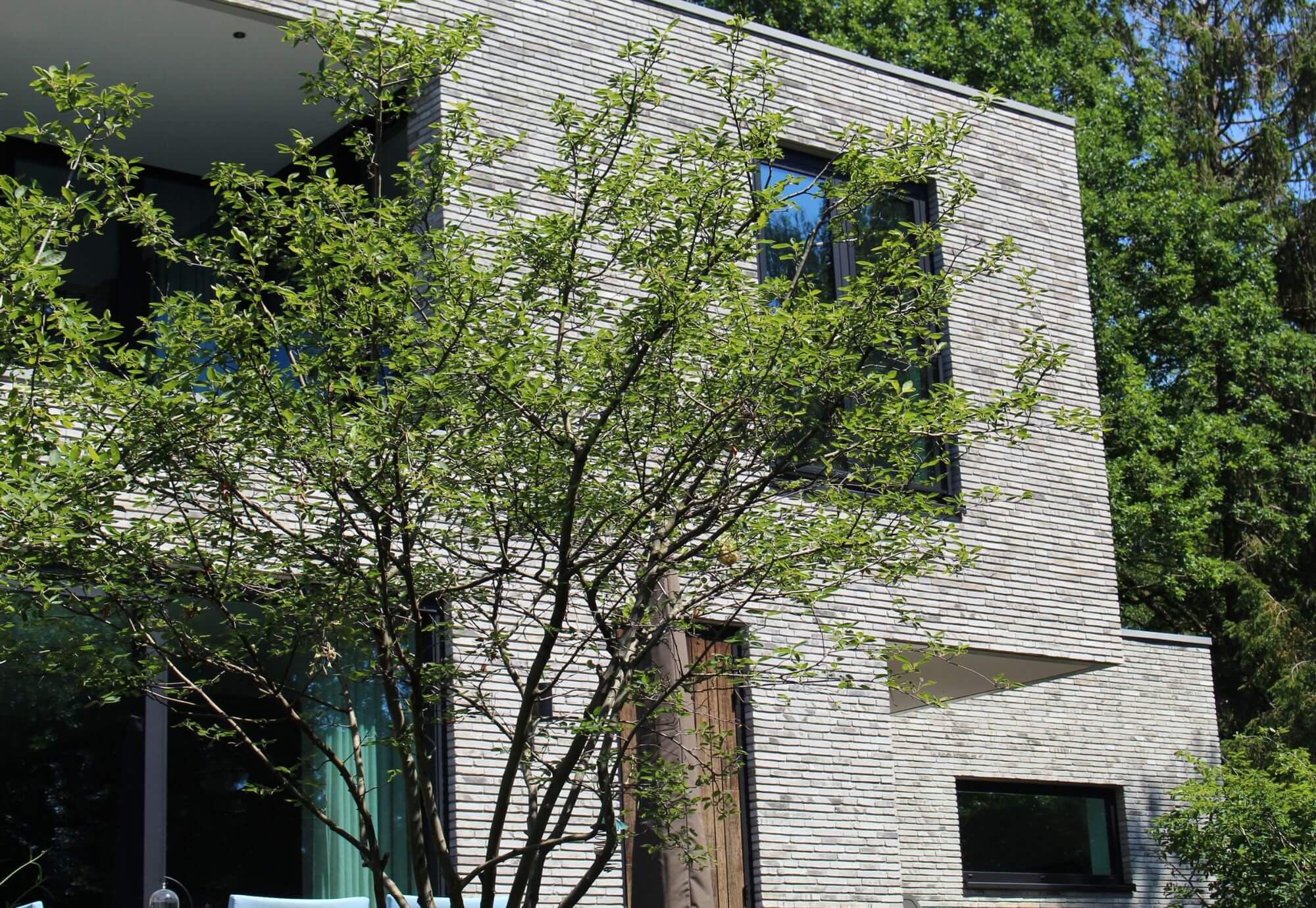 Meerstammige boom in designtuin in Nijmegen aangelegd door Uw Tuin hoveniers uit Malden. Modern huis. Meerstammige boom. Meerstammige heester. Voorjaarsbloeier.