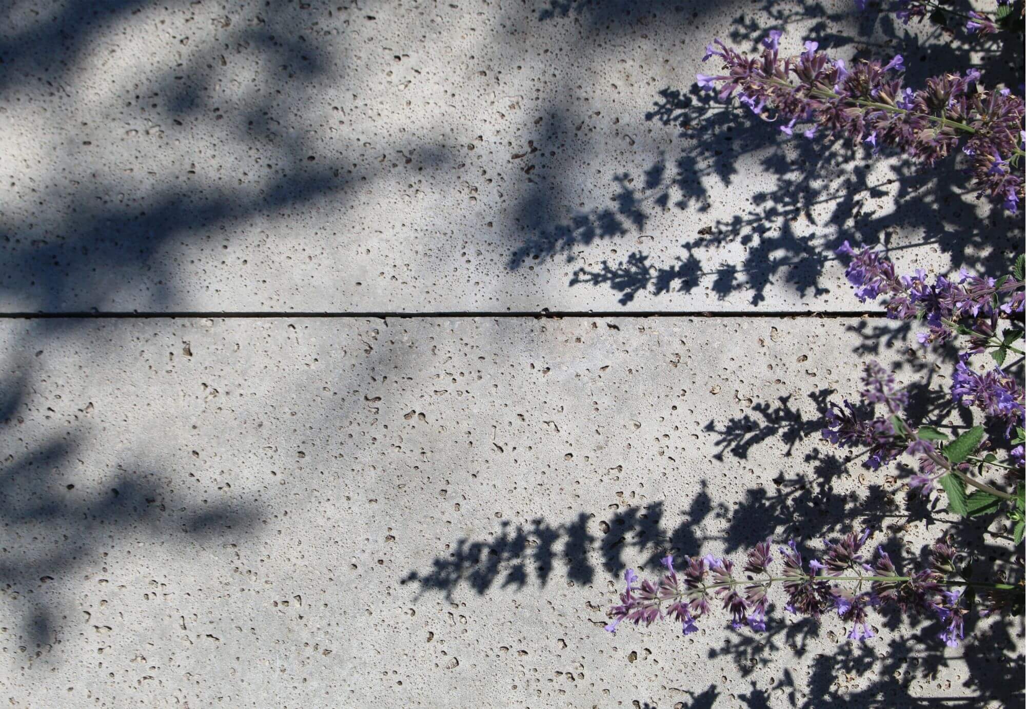 Detail Schellevis tegel, betonlook, strak, moderne tuin, Designtuin in Nijmegen, tegel, Nepeta, kattenkruid, natuurlijk, weelderige beplanting. Heilige land stichting Nijmegen.