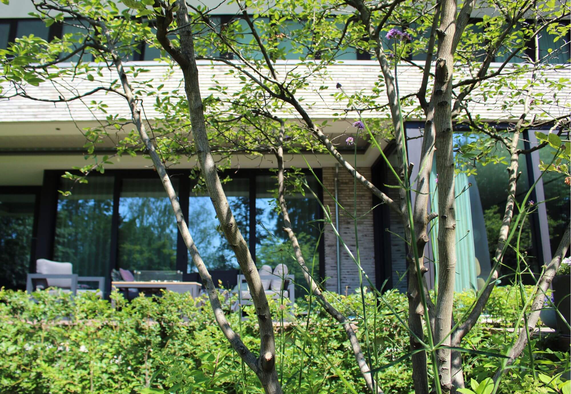 Amelanchier in moderne tuin in Nijmegen. Tuinaanleg door Uw Tuin hoveniers uit Malden. Karakteristieke bast.