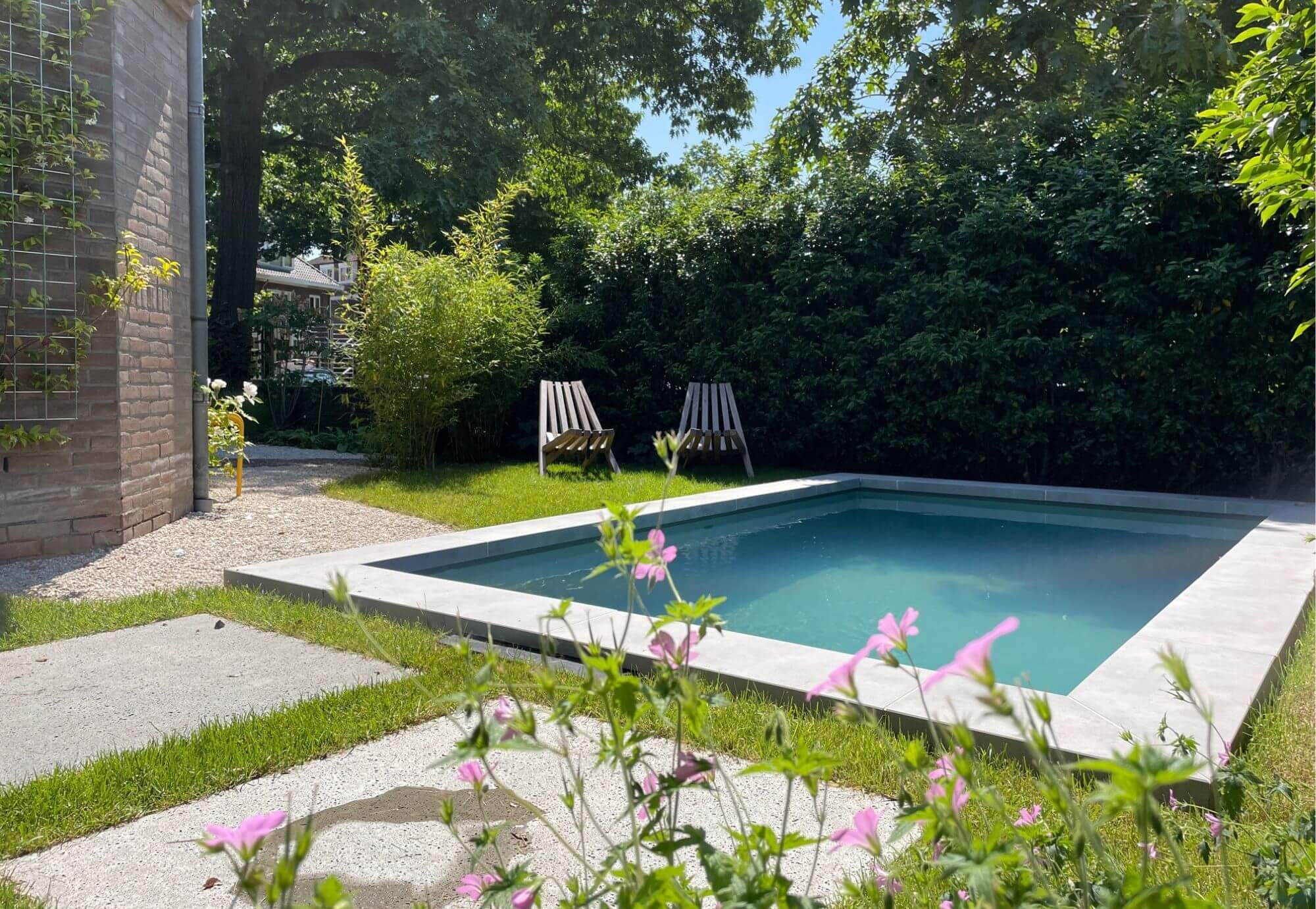Achtertuin van een stadstuin in Nijmegen met zwembad. Staptegels van Schellevis betontegel, zwembad met natuurstenen zwembadrand, aangrenzend aan een groot gazon en omringd door erfafscheiding bestaande hagen. Solitaire heester met een detail van een roze geranium.
