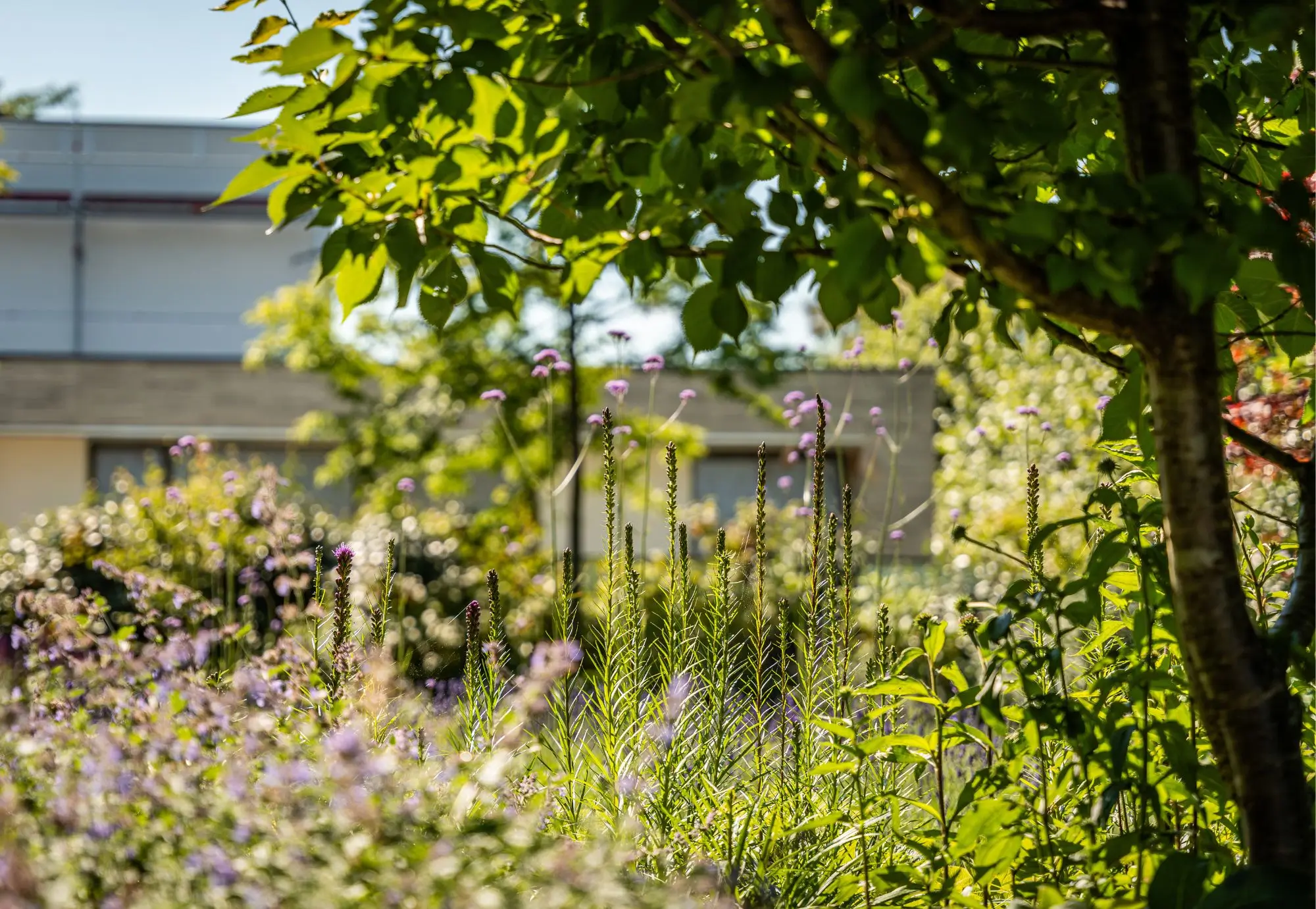 Weelderige biodiverse beplanting in een klassieke moderne achtertuin in malden. Tuinontwerp en Tuinaanleg door uw Tuin hoveniers uit malden. Vlinder en bijen lokkend. Kleurrijke, doordacht en creatief beplantingsplan door Uw Tuin.