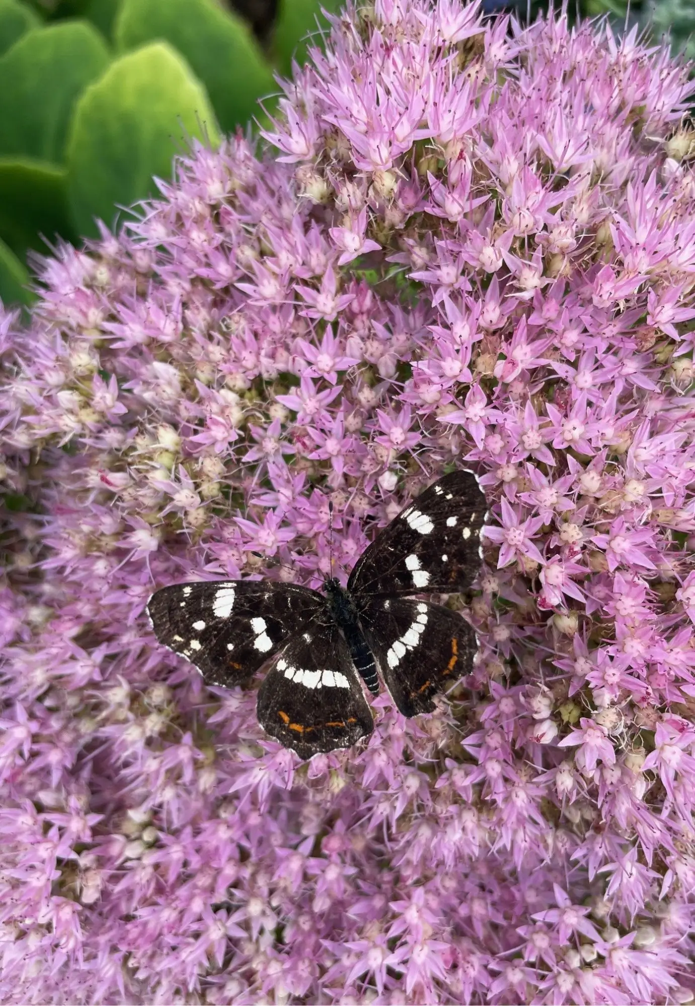 Beplanting in de achtertuin van een moderne tuin in Middelaar. Deatil van een Sedum of Herfstsleutel. Biodiversiteit in de tuin in Middelaar door veel ecologische beplanting en een vijver in de achtertuin van een moderne tuin in Middelaar met beplanting. Beplanting in de achtertuin van een moderne tuin in Mook. Deze tuin in ontworpen door de tuinarchitecten van Uw Tuin Hoveniers en aangelegd door de hoveniers van Uw Tuin Hoveniers uit Malden.