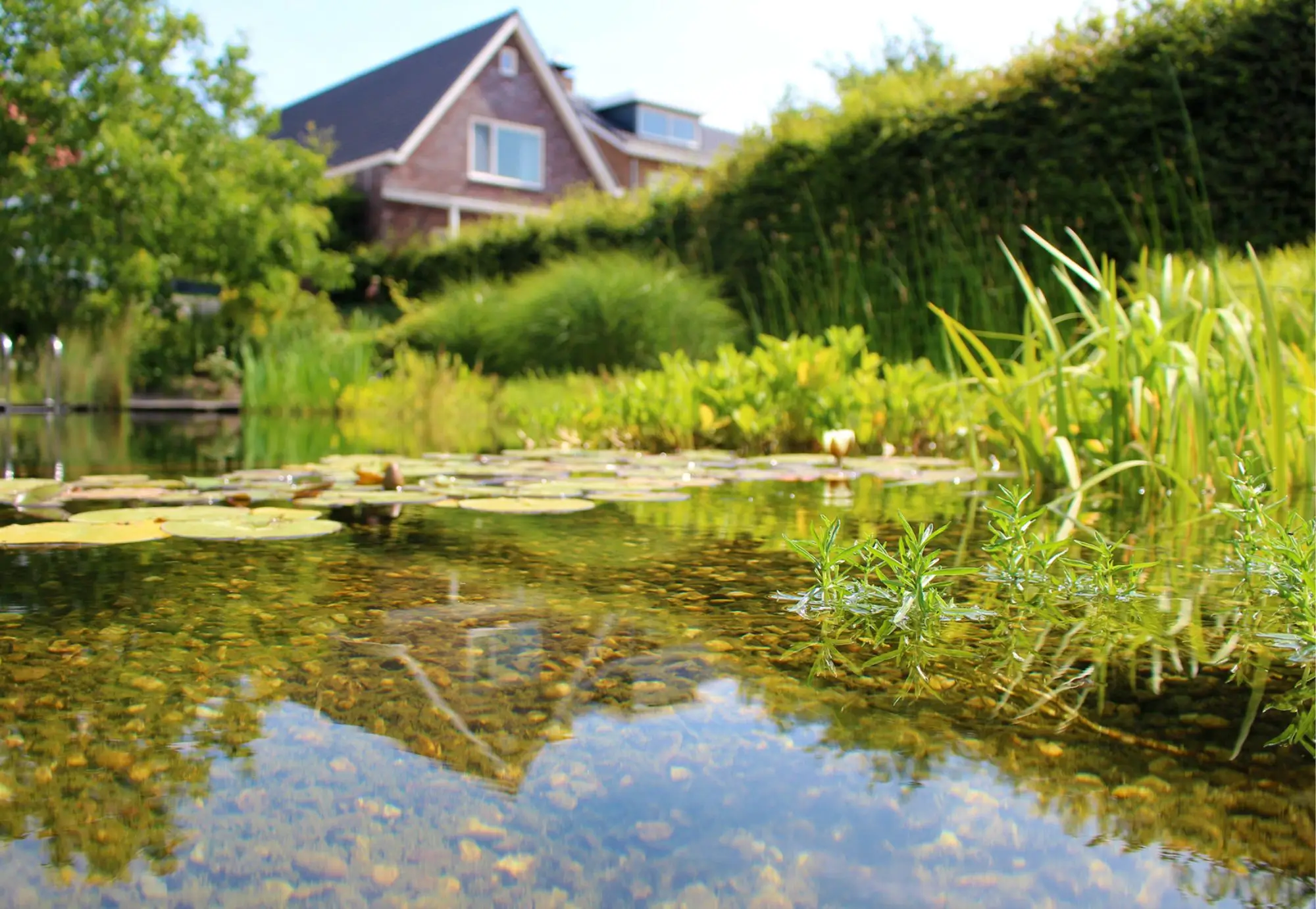 Detail van de zwemvijver in Mook. Natuurlijke zwemvijver. Puur natuur, puur genieten. Vlonderterras, natuurlijke beplanting en oevers, waterzuiverende punctie, biodiversiteit, geen chloor, natuurlijk zwemmen.