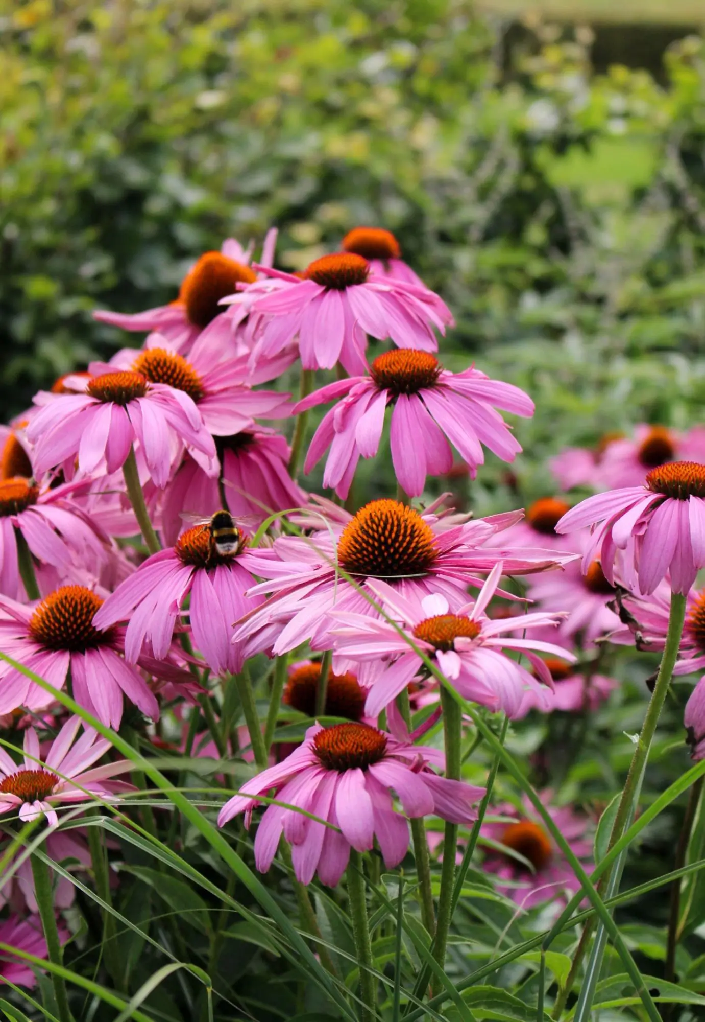 Beplanting in de achtertuin van een moderne tuin in Middelaar. Vijver in de achtertuin van een moderne tuin in Middelaar met beplanting. Beplanting in de achtertuin van een moderne tuin in Mook. Deze tuin in ontworpen door de tuinarchitecten van Uw Tuin Hoveniers en aangelegd door de hoveniers van Uw Tuin Hoveniers uit Malden.
