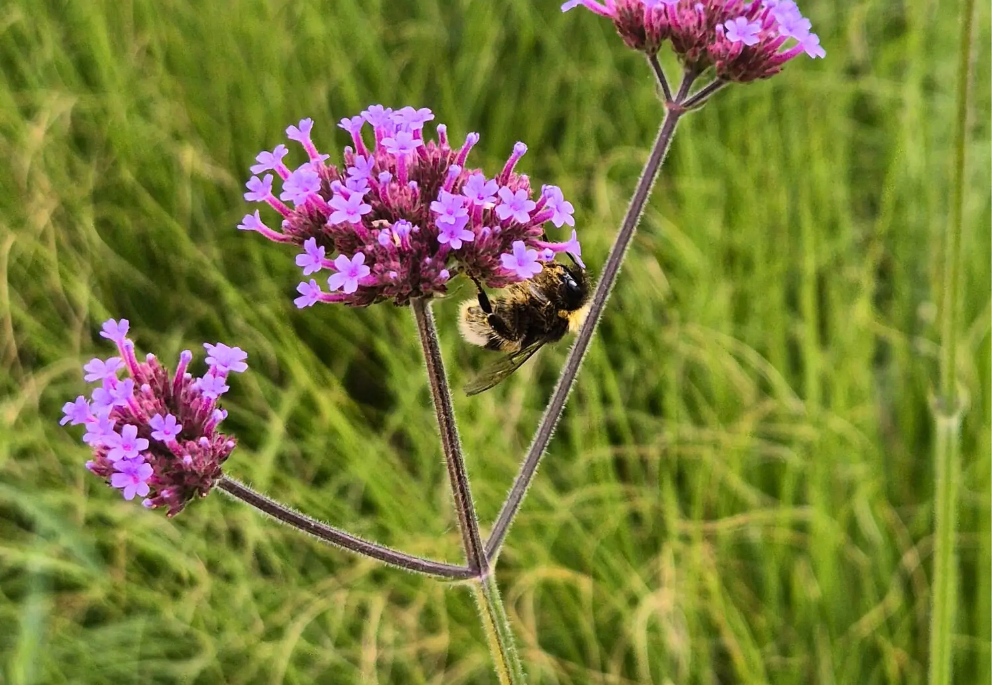 Verbena met een bij. Biodiversiteit in een klassieke tuin met groen karakter in Nijmegen. Tuinontwerp en Tuinaanleg door Uw Tuin hoveniers uit Malden.
