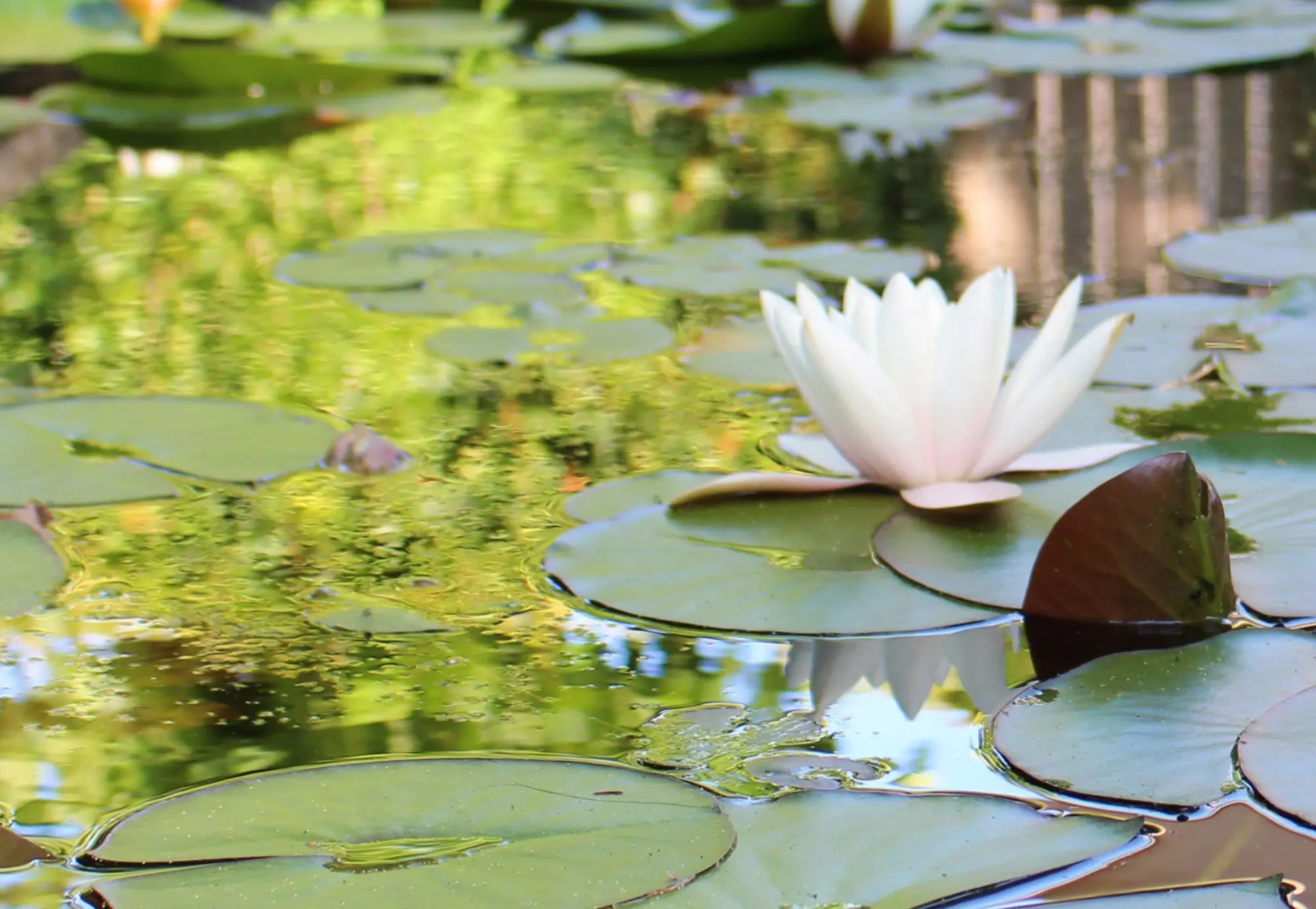 Waterlelies in de natuurlijke zwemvijver in Mook. Groene oase, zwemmen in het groen. Waterpoel met groene filter, kroos en waterlelies. Tuinontwerp en Tuinaanleg door Uw Tuin hoveniers uit Malden.