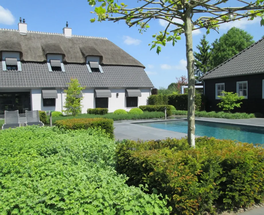 Zwembad in de Parktuin in Vianen. Modern zwembad met groen blokhagen, organische borders tegen strakke lijnenspel. Dakplataan voor natuurlijke schaduwwerking. Tuinontwerp en Tuinaanleg door Uw Tuin hoveniers.