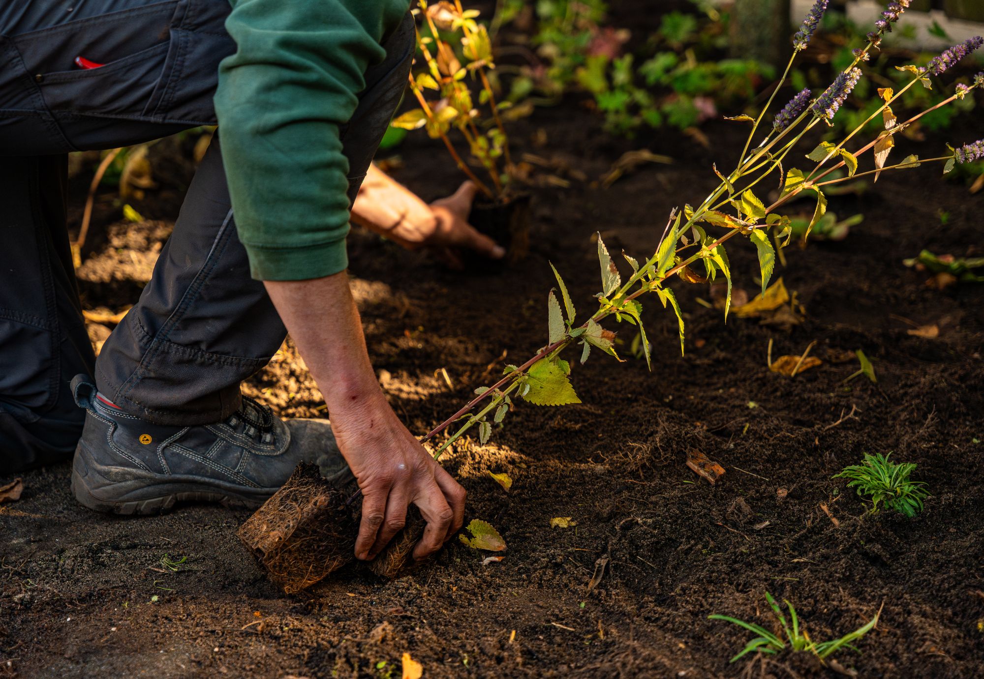beplantingsplan. Inplanten van planten in een beplantingsplan van Uw Tuin Hoveniers uit Malden.