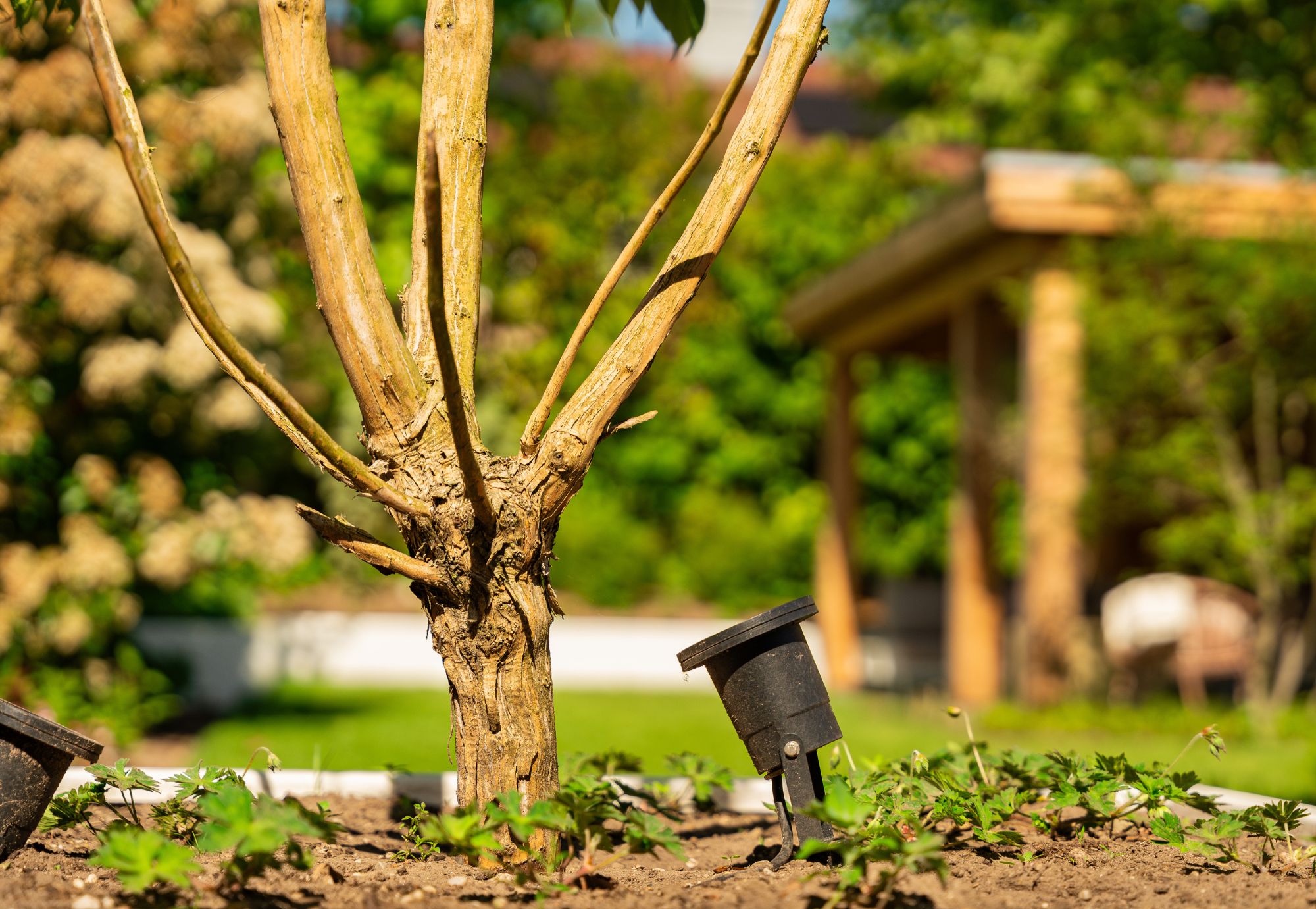 Spots van In-lite. Uitlichten van meerstammige heesters. Verlichtingsplan van Uw Tuin hoveniers uit Malden.
